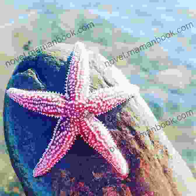 A Starfish, Symbolizing Resilience And Renewal Star Of The Sea: A Novel