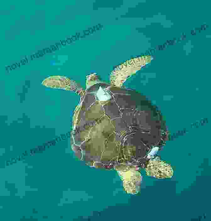 Image Of A Wildlife Cruise Encountering A Sea Turtle In The Gulf Of Mexico Lost Key (Shark Key Adventures 1)