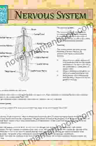 Nervous System: Speedy Study Guides